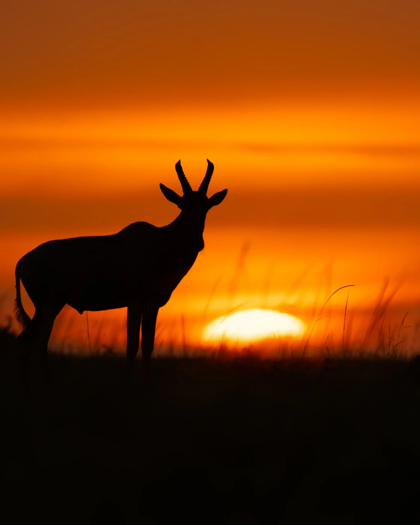 An antelope silhouetted against the warm colours of sunset.