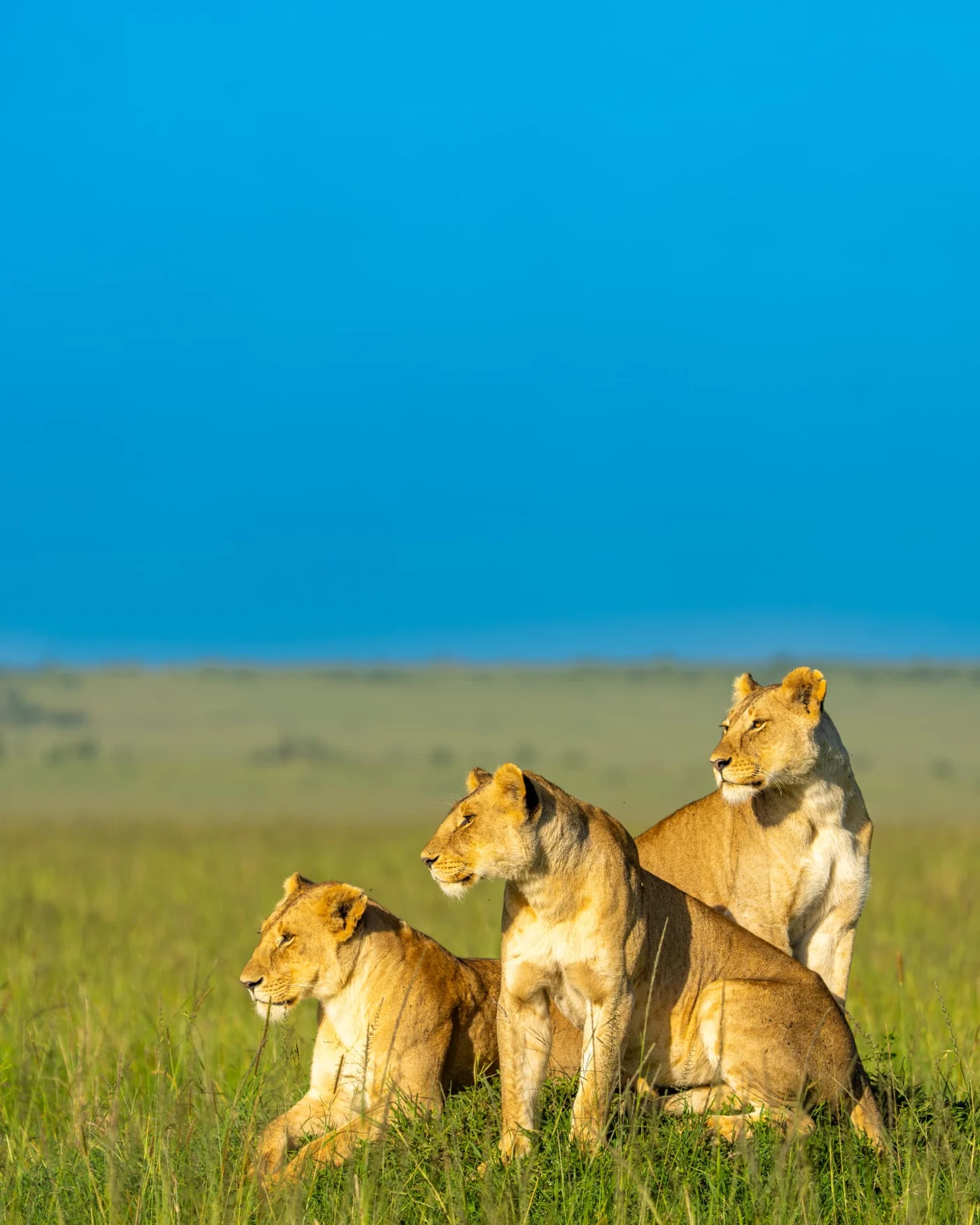 Kenya Wildlife Photography Safari: The Complete Guide to the Best National Parks, Hidden Gems and Wildlife Photography Locations
