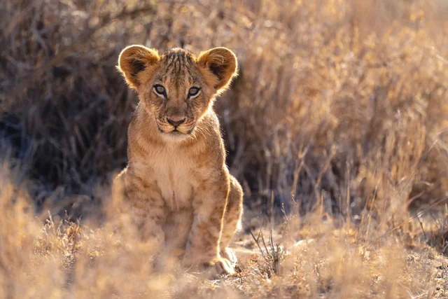 A young lion cub sitting in golden backlit grass