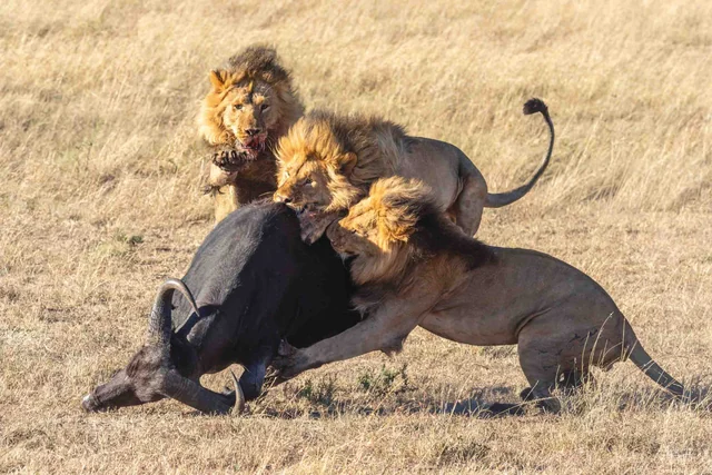 Three male lions pulling down a buffalo on dry grassland