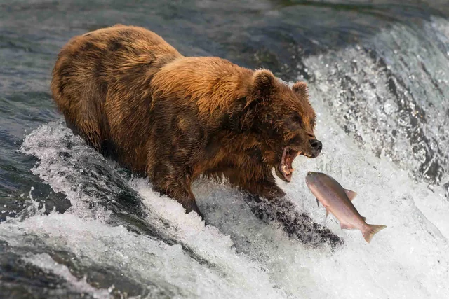 A brown bear fishing beside a waterfall