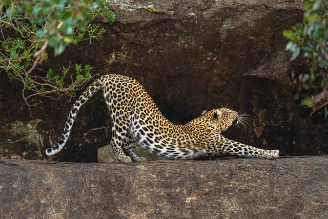 A leopard stretching beside a tree