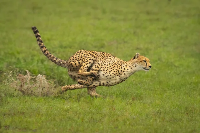 A cheetah running through wet grass, kicking up spray