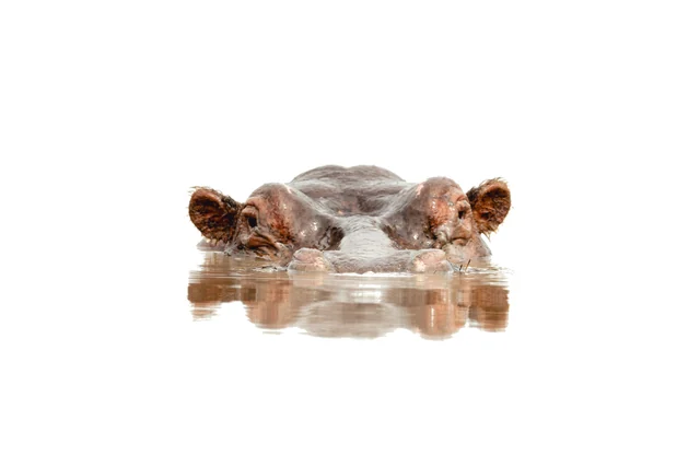 A hippopotamus half-submerged in still water