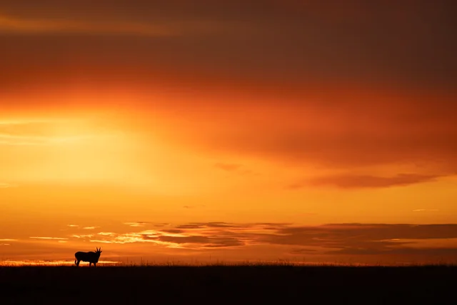 An antelope silhouetted beneath a glowing sunset