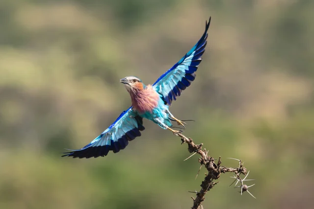 A lilac-breasted roller taking flight from a thorny branch