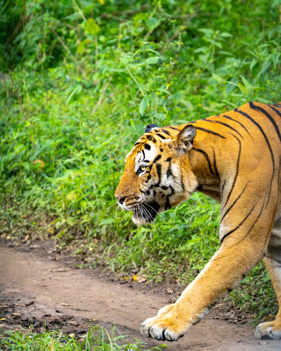 Wildlife Photography Safaris in India: The Ultimate Guide to Tiger Safaris