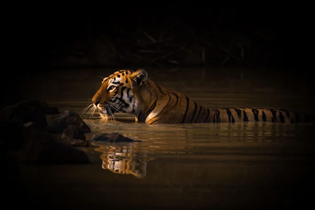 A tiger resting in water