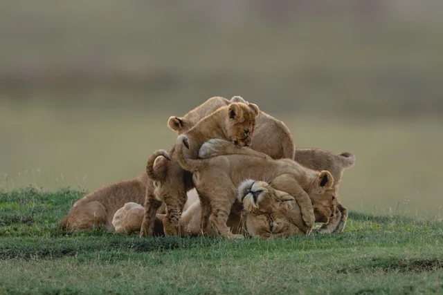 Lion cubs gathered together in the grass