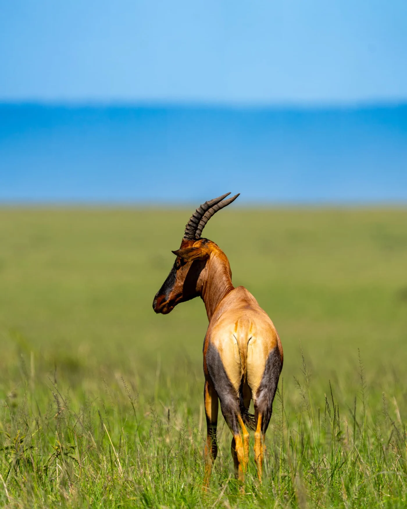 An antelope turns its head in the open grassland.