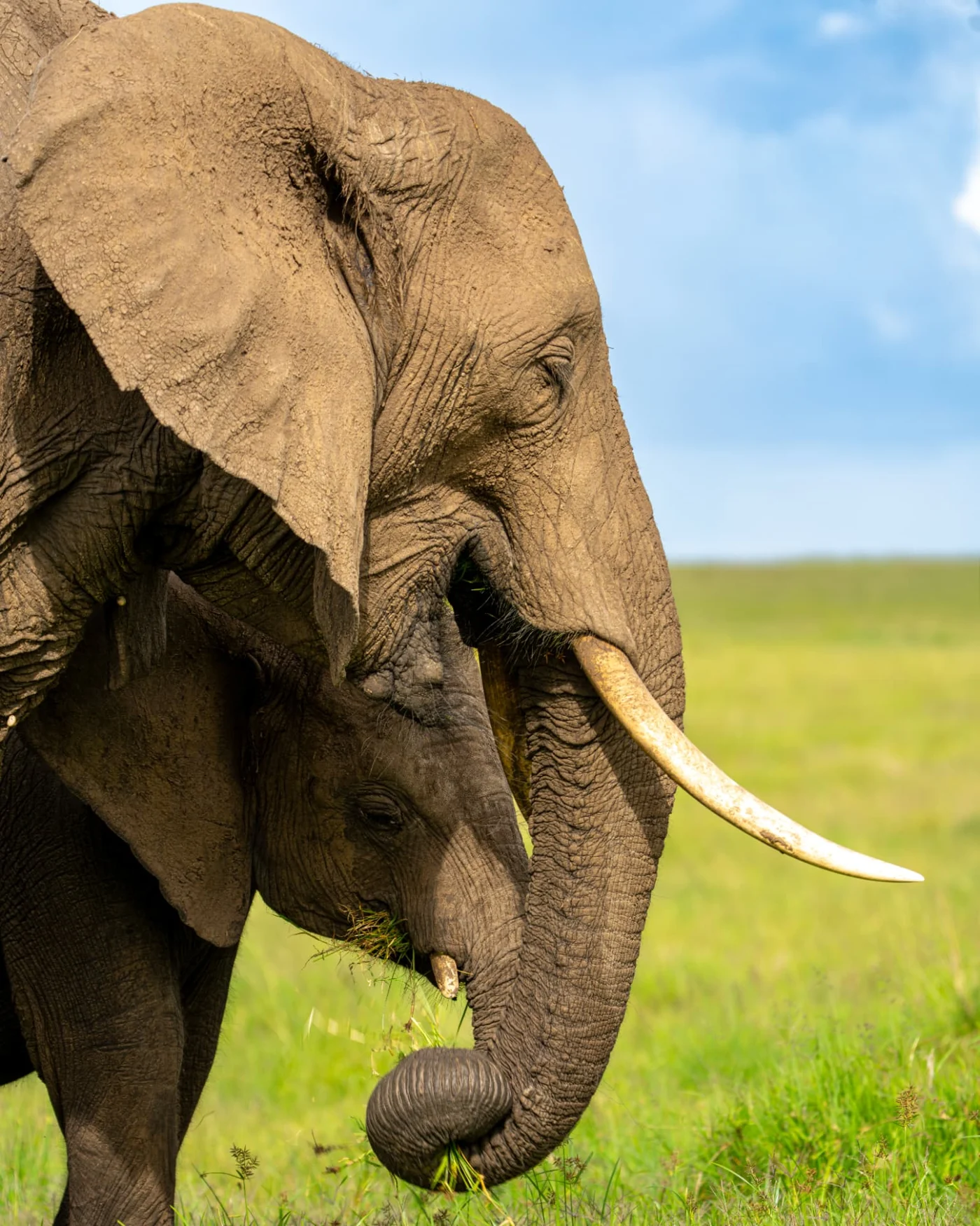 An elephant portrait reveals the textures and detail of its skin.