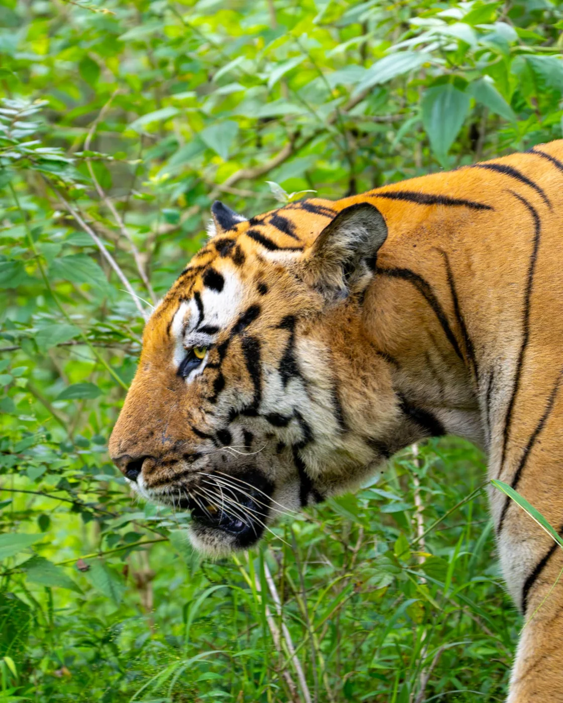 A Bengal tiger in lush forest habitat — photograph supplied by Savara Trails.