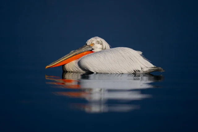 A Dalmatian pelican resting low on calm water