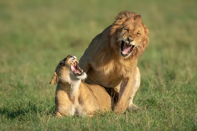 A lion and lioness snarling together on green grass
