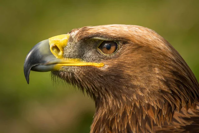 A close portrait of a golden eagle against green foliage