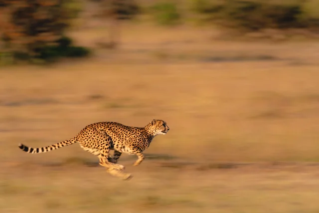 A cheetah running across open ground