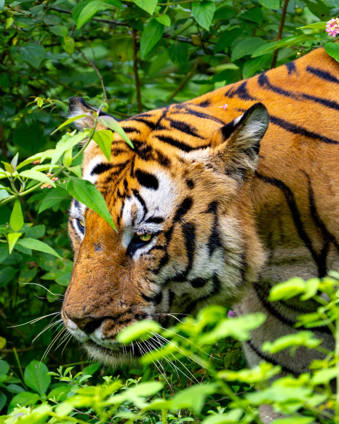 Observe with patience and respect — a tiger portrait in its natural surroundings.