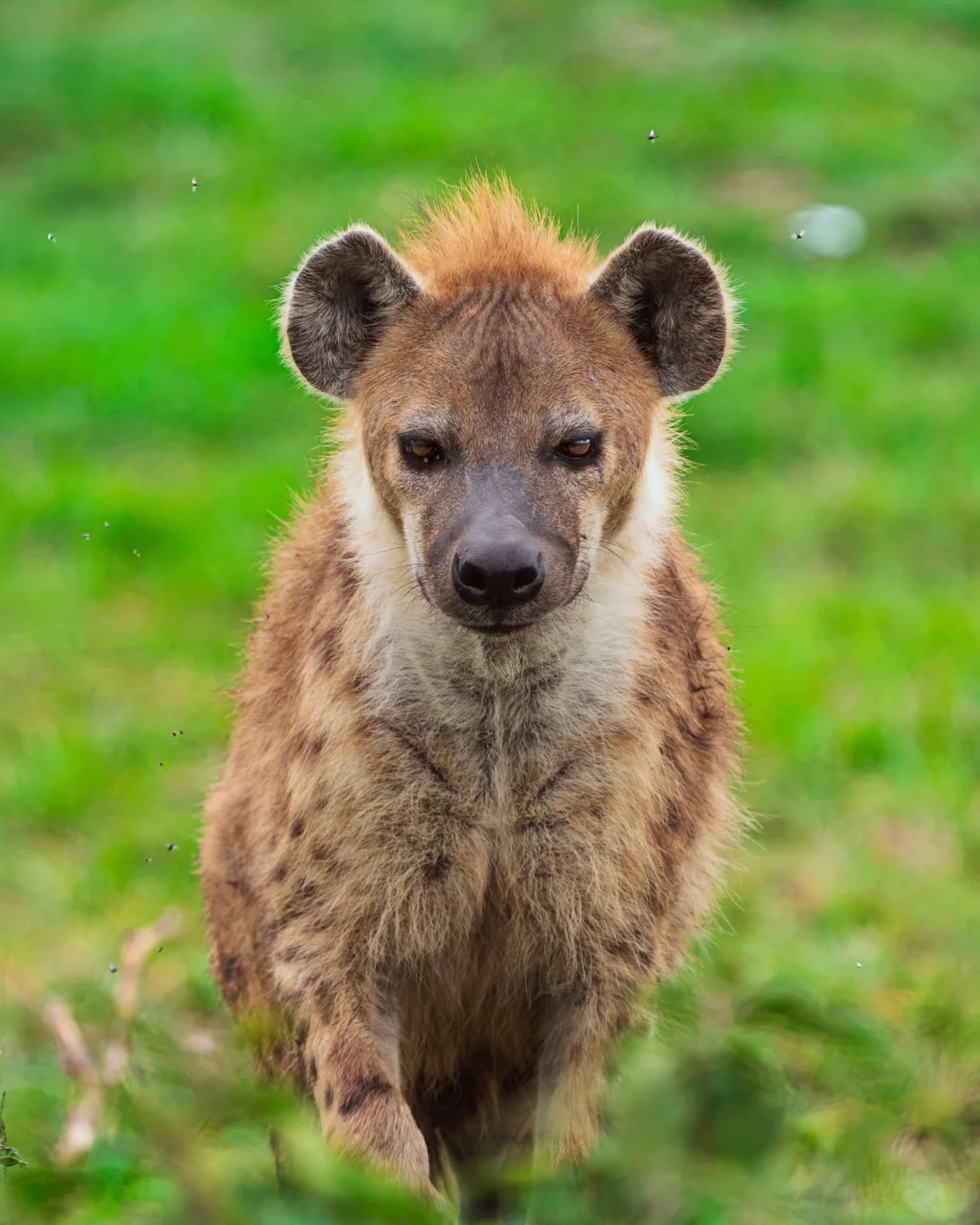 A spotted hyena portrait against green grass.