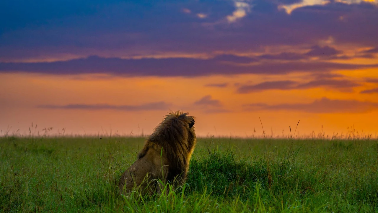 A male lion in grass beneath a colourful sunset sky
