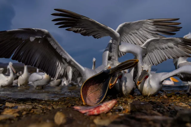 Pelicans gathered around a fish