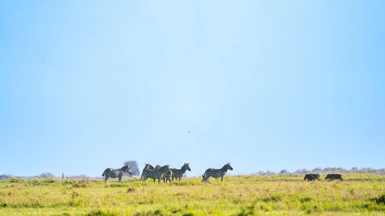 Zebras and wildebeest on open grassland beneath a wide blue sky