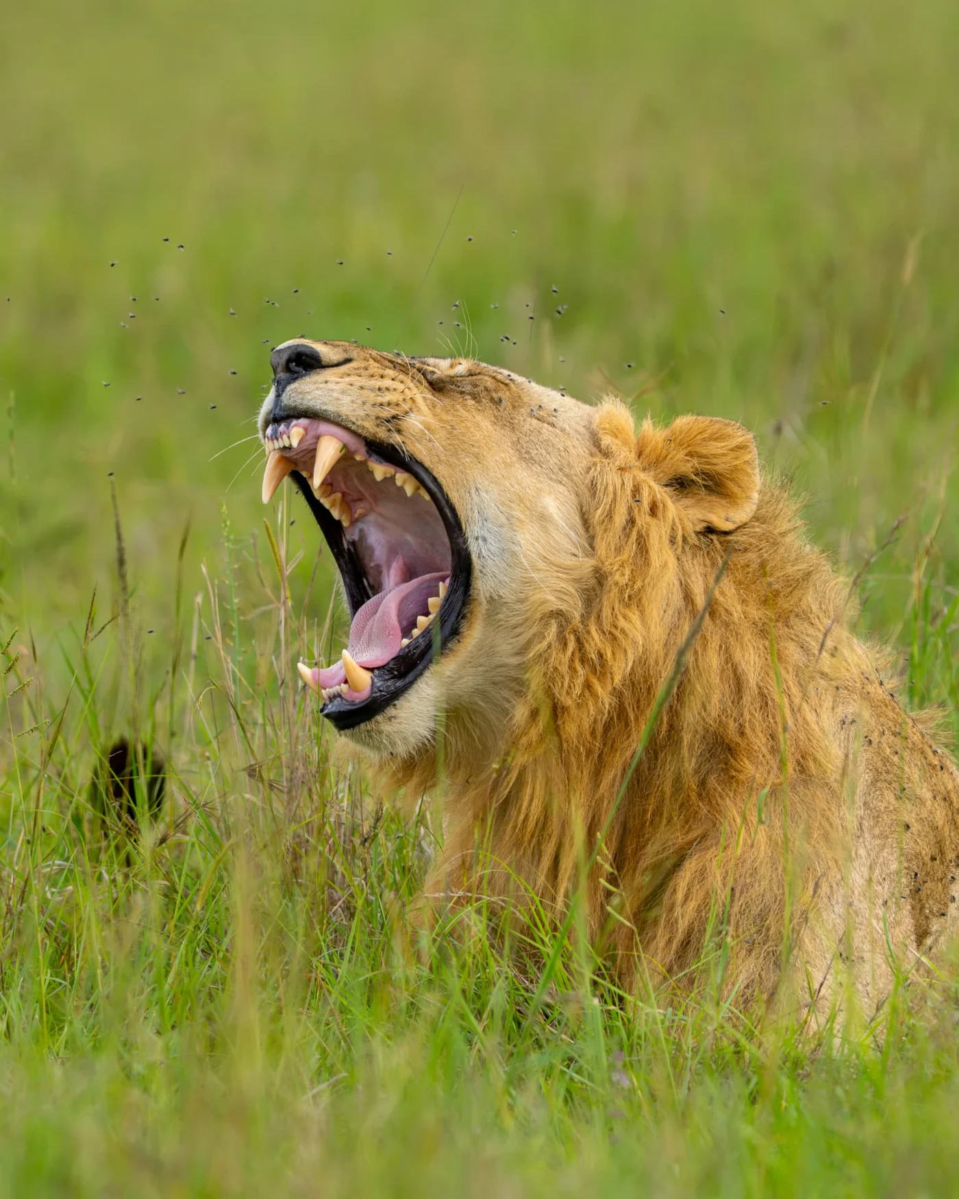 A lion yawns in the grass — a fleeting moment of natural behaviour.