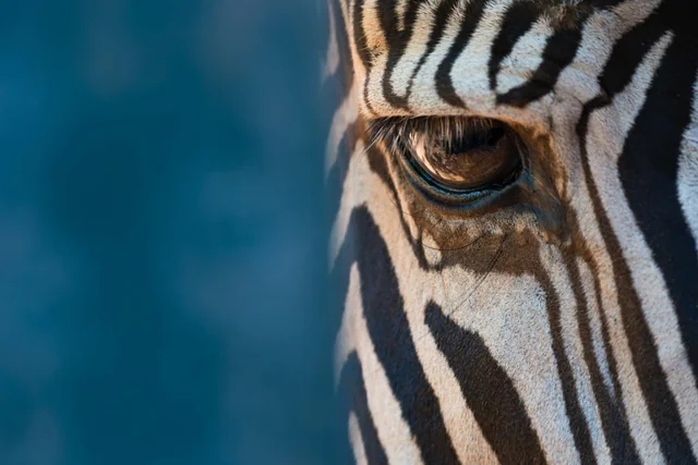 A close portrait of a zebra against a blue background
