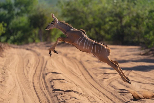 A greater kudu leaping high over a sandy track