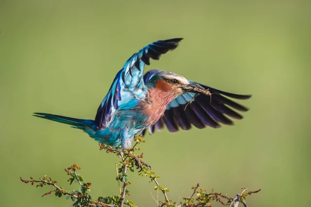 A colourful bird in flight with an insect