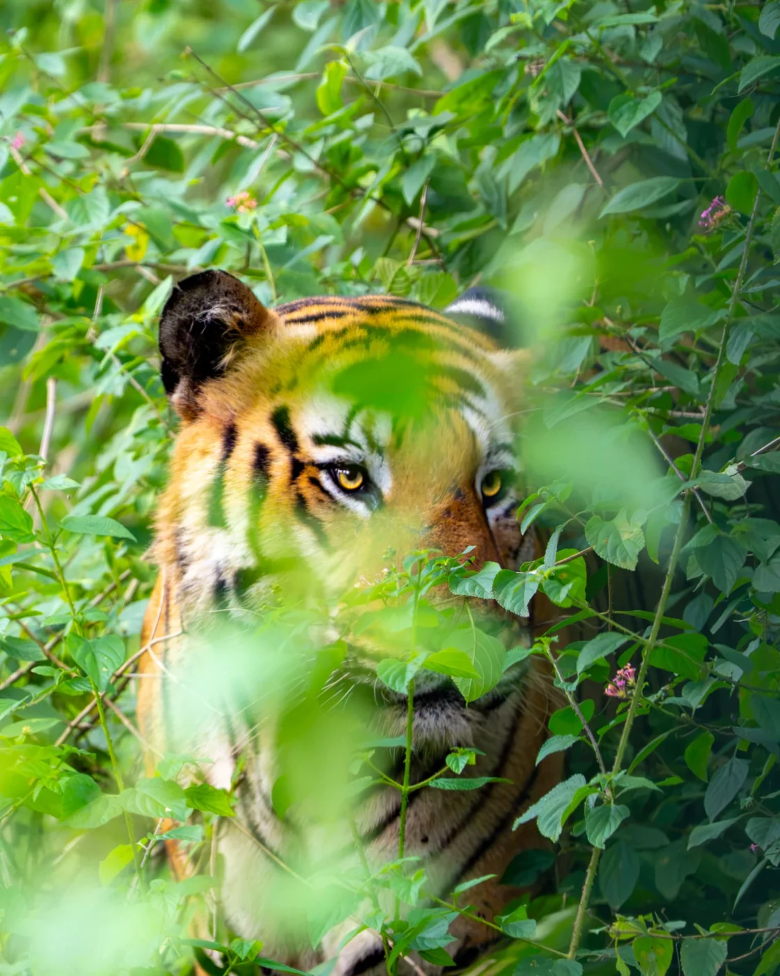 Through the green — a tiger framed by forest foliage.