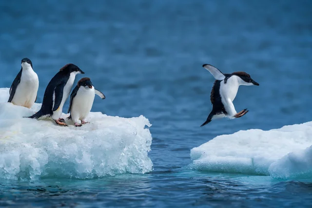 Penguins on floating ice beside blue water
