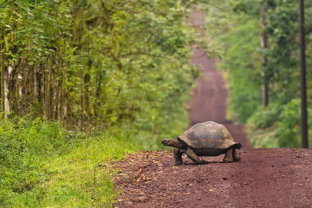 A giant tortoise crossing a red dirt road through green forest